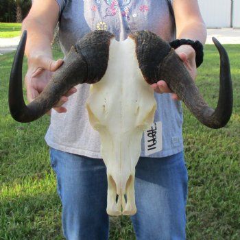 Female, Black Wildebeest Skull with 15" Horn Spread - $80