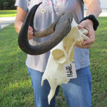 Female, Black Wildebeest Skull with 15" Horn Spread - $80