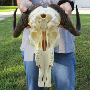 Female, Black Wildebeest Skull with 15" Horn Spread - $80