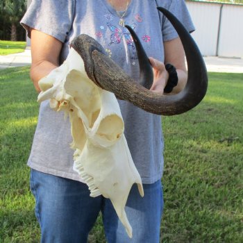 Female, Black Wildebeest Skull with 15" Horn Spread - $80