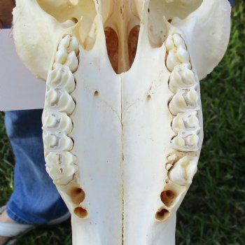 Female, Black Wildebeest Skull with 15" Horn Spread - $80