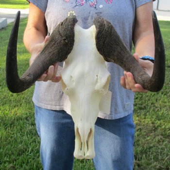 Female, Black Wildebeest Skull with 14" Horn Spread - $80