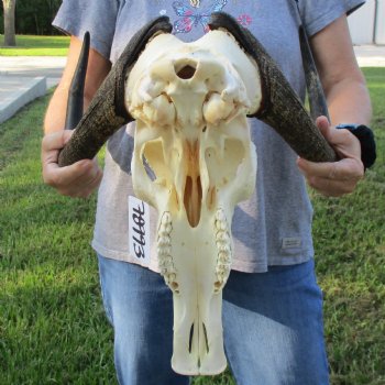 Female, Black Wildebeest Skull with 14" Horn Spread - $80