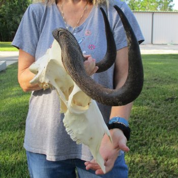 Female, Black Wildebeest Skull with 14" Horn Spread - $80