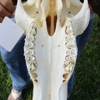 Female, Black Wildebeest Skull with 14" Horn Spread - $80