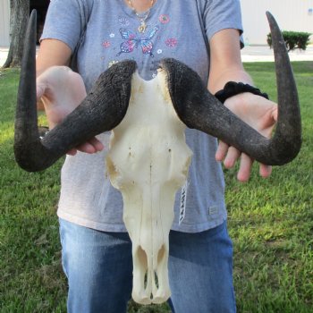 Female, Black Wildebeest Skull with 15" Horn Spread - $80