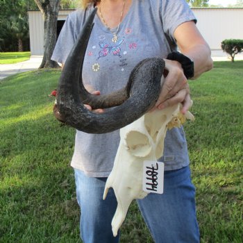 Female, Black Wildebeest Skull with 15" Horn Spread - $80