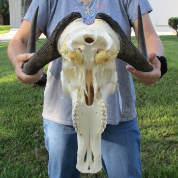 Female, Black Wildebeest Skull with 15" Horn Spread - $80