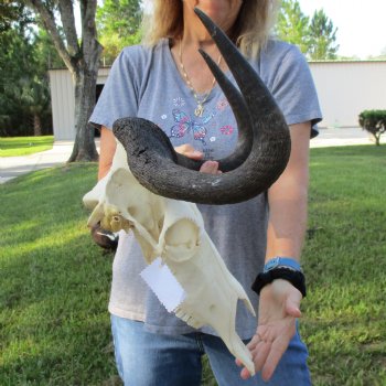 Female, Black Wildebeest Skull with 15" Horn Spread - $80