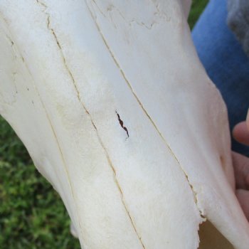 Female, Black Wildebeest Skull with 15" Horn Spread - $80