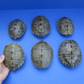 5" to 5-3/4" Map Turtle Shells, 6pc lot - $60