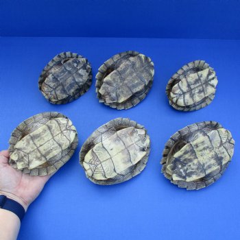 5" to 5-3/4" Map Turtle Shells, 6pc lot - $60