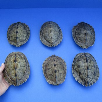 5" to 5-1/4" Map Turtle Shells, 6pc lot - $60