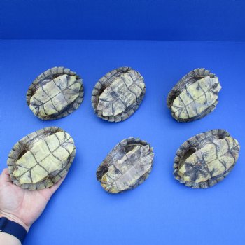 5" to 5-1/4" Map Turtle Shells, 6pc lot - $60