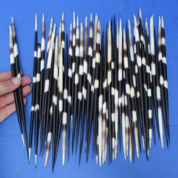 50 Thick Porcupine Quills, 7-1/2" to 9-1/2" - $60