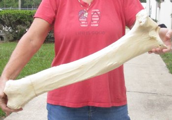 26 inch Giraffe Tibia Leg Bone piece for sale $75