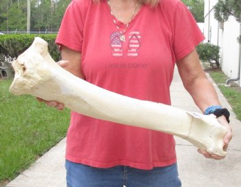 26 inch Giraffe Tibia Leg Bone piece for sale $75