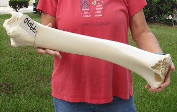 For Sale 24 inch Giraffe Tibia Leg Bone piece  $75