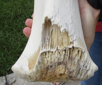 For Sale 24 inch Giraffe Tibia Leg Bone piece  $75