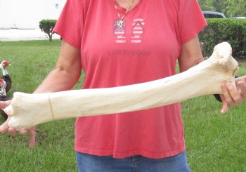 Buy Now this 26 inch Giraffe Tibia Leg Bone piece  $75