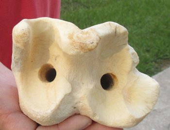 Buy Now this 26 inch Giraffe Tibia Leg Bone piece  $75