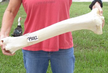 26 inch Giraffe Tibia Leg Bone piece for sale $75