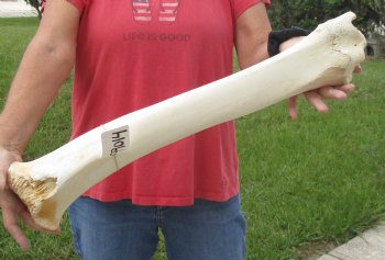 For Sale 24 inch Giraffe Tibia Leg Bone piece  $75