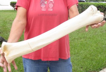 For Sale 24 inch Giraffe Tibia Leg Bone piece  $75