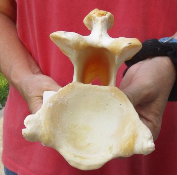 13" Giraffe Vertebra Bone - available for sale $55