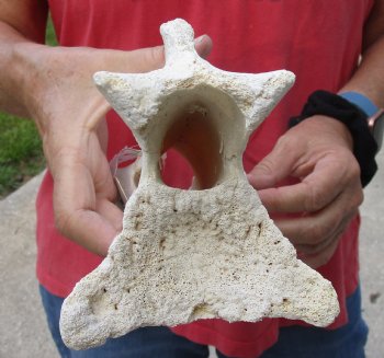 10" Giraffe Vertebra Bone - available for sale $50