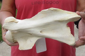 10" Giraffe Vertebra Bone - available for sale $50