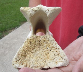 10" Giraffe Vertebra Bone - available for sale $50