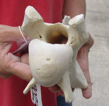 10" Giraffe Vertebra Bone - available for sale $50