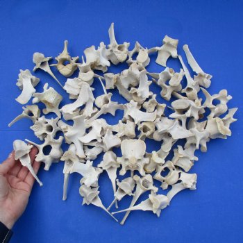 50 Wild Boar Vertebrae Bones, 1-7/8" to 4" - $37.50