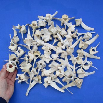 50 Wild Boar Vertebrae Bones, 2-1/4" to 5" - $37.50