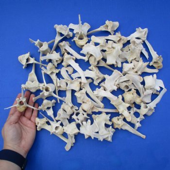 50 Wild Boar Vertebrae Bones, 2-1/2" to 4" - $37.50