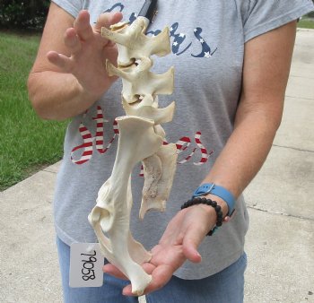 Buy this 13" Semi-Clean Deer Vertebrae/Pelvis/Sacrum Set for $20