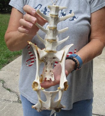 13-3/4" Semi-Clean Deer Vertebrae/Pelvis/Sacrum Set - Available For Sale for $20