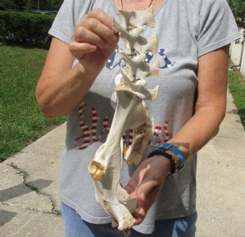 13-3/4" Semi-Clean Deer Vertebrae/Pelvis/Sacrum Set - Available For Sale for $20