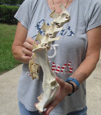 This is an Authentic 15" Semi-Clean Deer Vertebrae/Pelvis/Sacrum Set - For Sale for $20