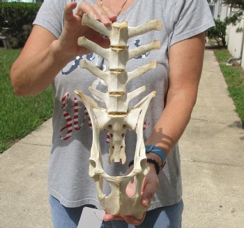 15" Semi-Clean Deer Vertebrae/Pelvis/Sacrum Set - For Sale for $20