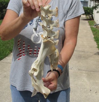 15" Semi-Clean Deer Vertebrae/Pelvis/Sacrum Set - For Sale for $20