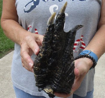 For Sale 9" Preserved Alligator Foot - $30