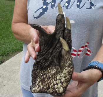 For Sale 9" Preserved Alligator Foot - $30