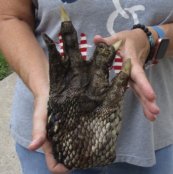 For Sale 9" Preserved Alligator Foot - $30