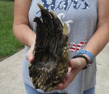 For Sale 9" Preserved Alligator Foot - $30