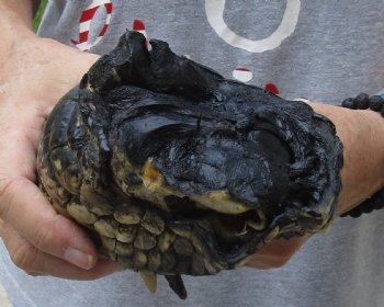 For Sale 9" Preserved Alligator Foot - $30