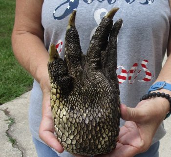 9" Preserved Alligator Foot, available for purchase - $30