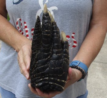 9" Preserved Alligator Foot, available for purchase - $30