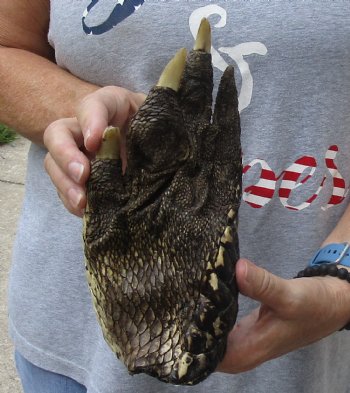 9" Preserved Alligator Foot, available for purchase - $30